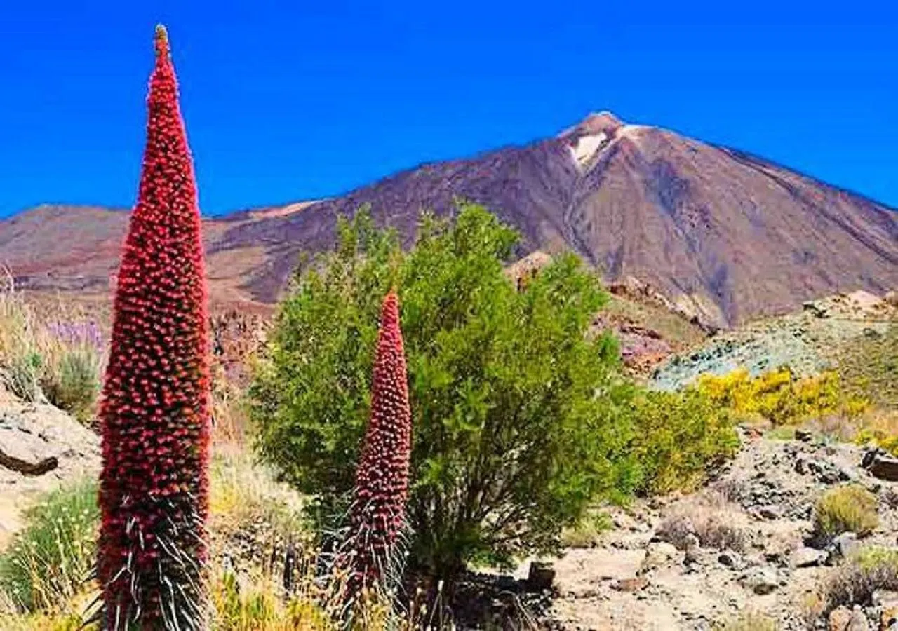 Daire Buena Vibra Tenerife Sur Playa de las Américas